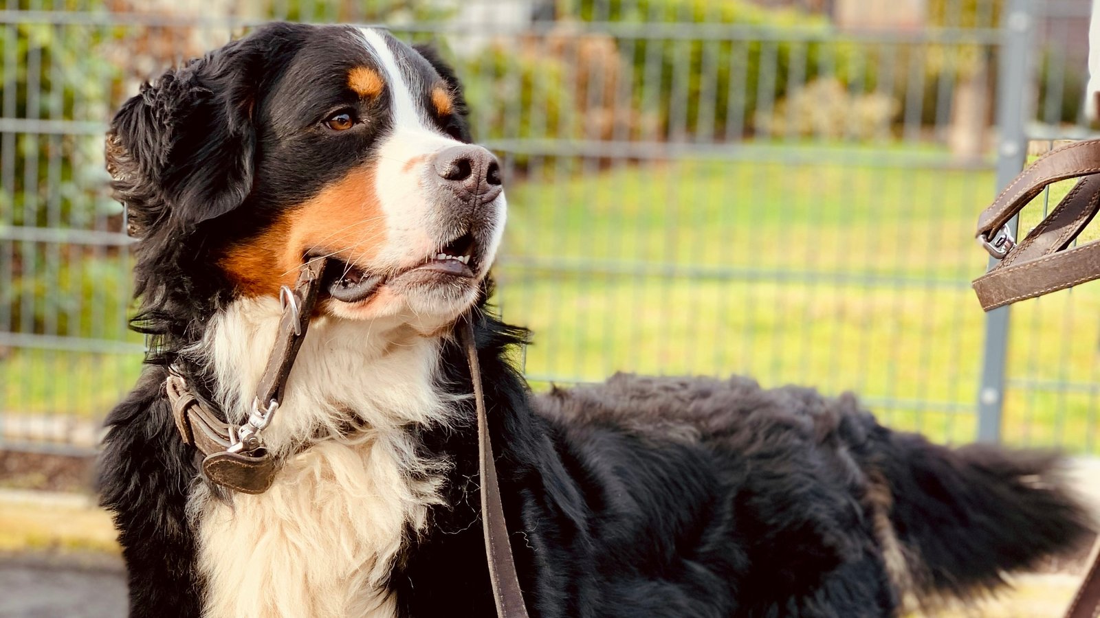 Perro tirando de la correa